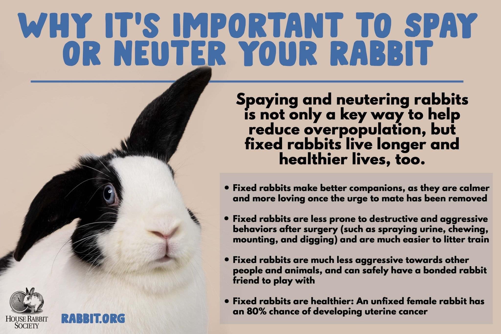 Rabbit Spaying And Neutering: Essential Care Tips