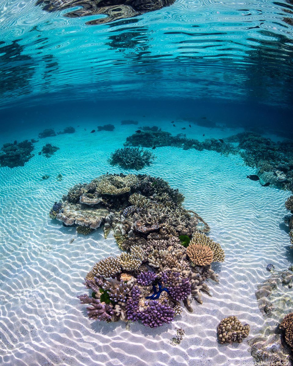 PADI_Travel's tweet photo. Where in the world have you been diving where the visibility was absolutely incredible? 
📷: IG user '@matt_curnock'
📍: Great Barrier Reef, Australia https://t.co/z51IjnhQ2n