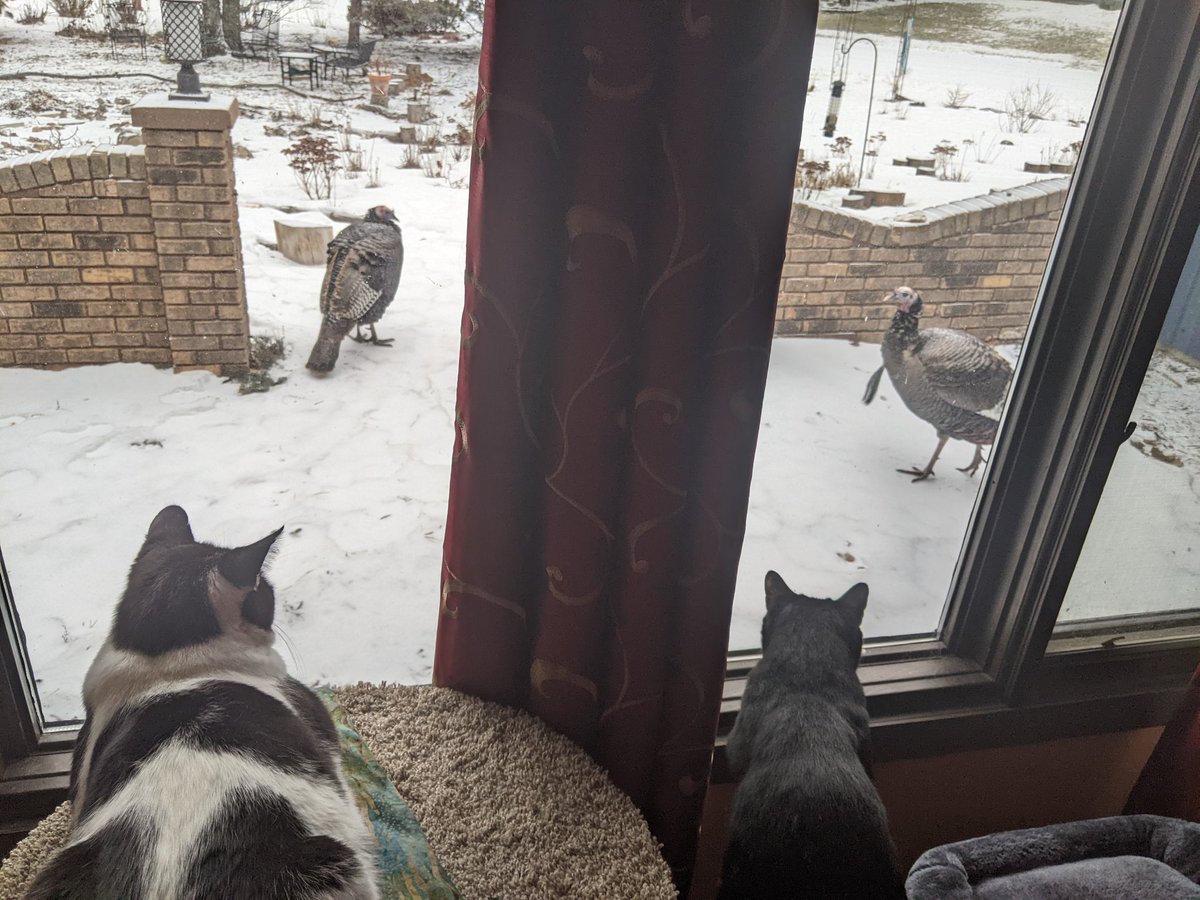 kburghardt23's tweet photo. ๐บ๐บ + ๐ฆ๐ฆ= ๐๐
#CatsOfTwitter
#turkeysofTwitter https://t.co/Oqc5m66iT9