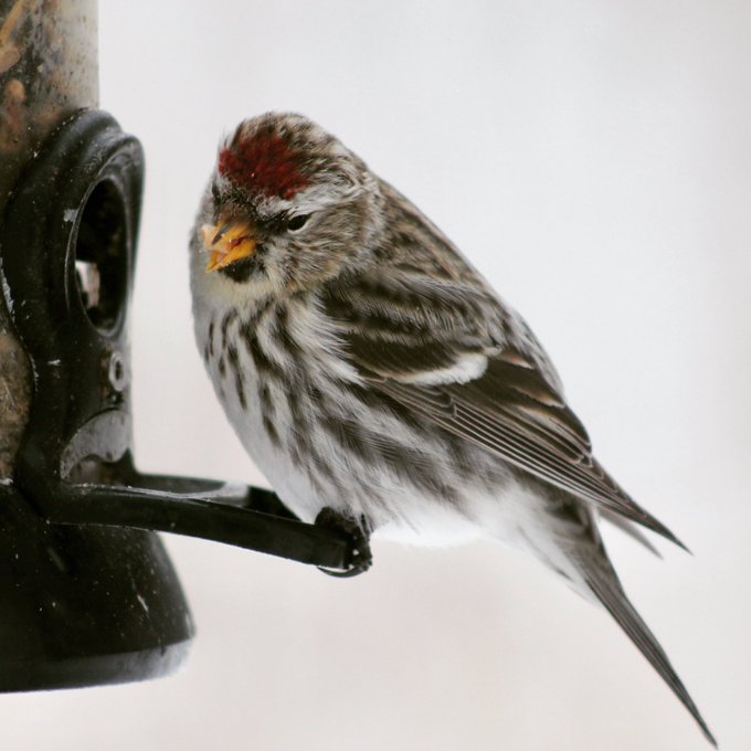 Hoary Redpoll male and female