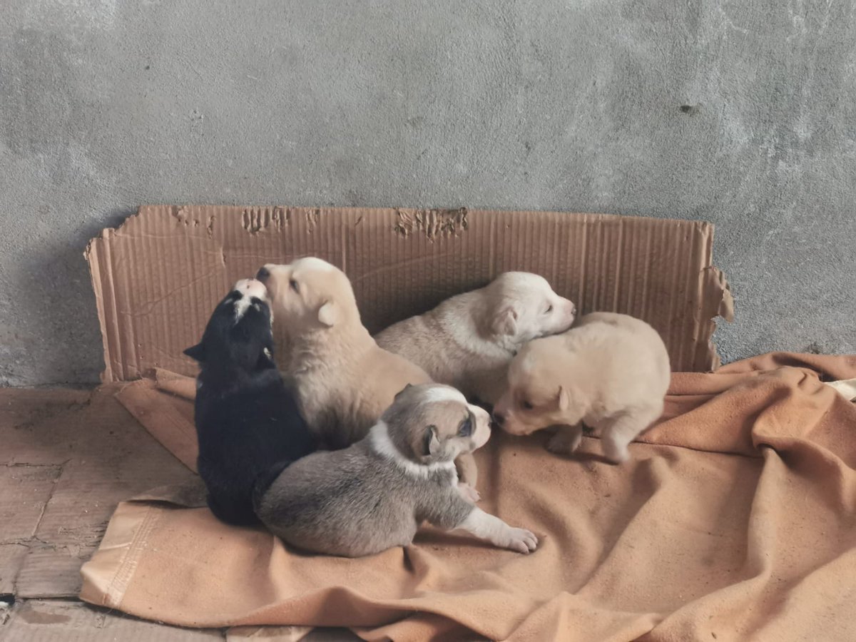 #AdoptDontShop #urgent in #Zugdidi 🇬🇪 industrial area

Email hi@animalproject.ge if you can help them becoming #happilyrehomed when old enough 🐾🐾