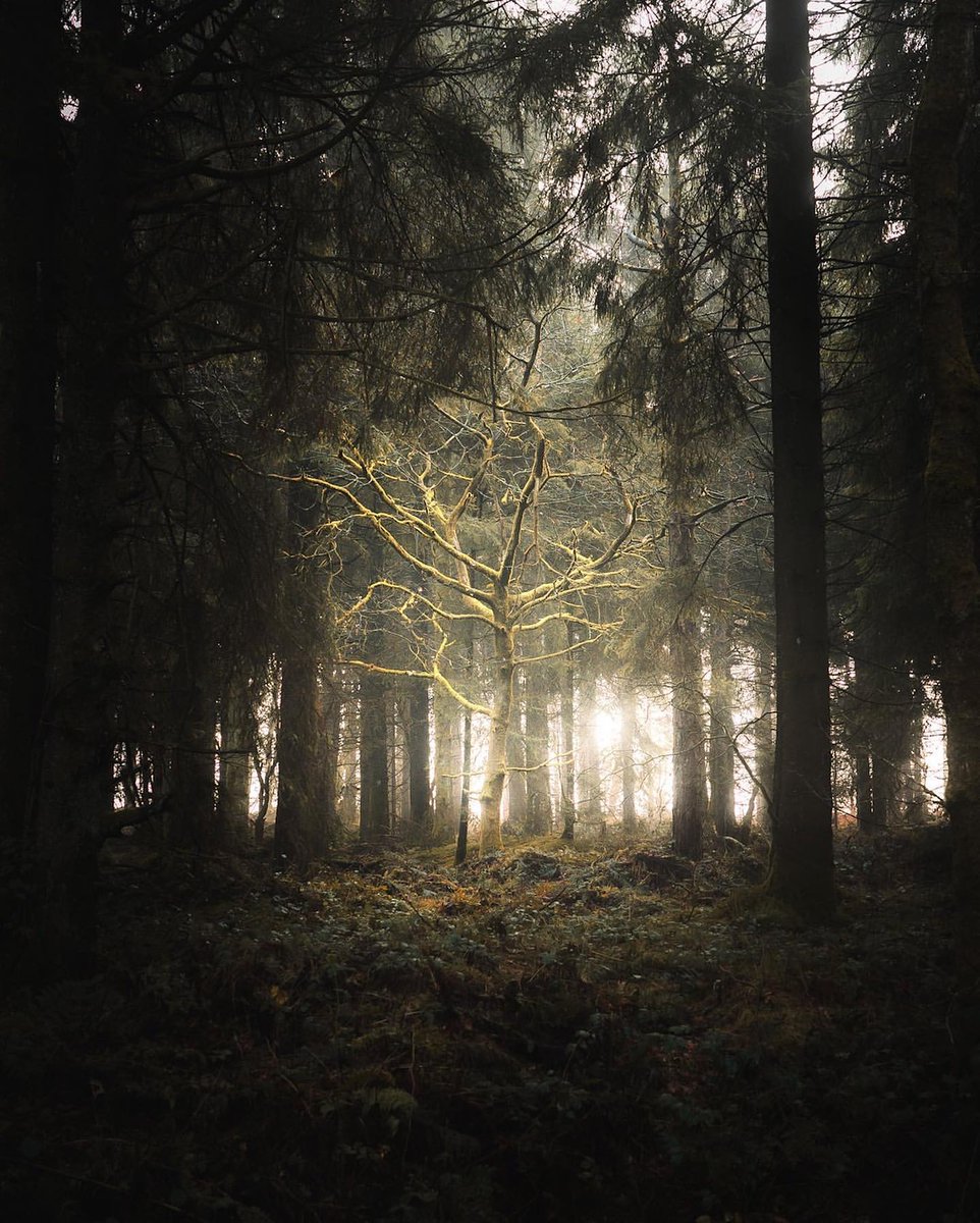 When you venture off trail to find solace nature 🌳🎞 @sambinding
#outdoortones #bestforestmood #tree_captures #loves_trees_rural #flowers_moody #flora_addict
#ethereal_moods #renegade_dark #tmoosouls
#raw_moody #modernoutdoors #earthoutdoors
#ourlonelyplanet #moodnation