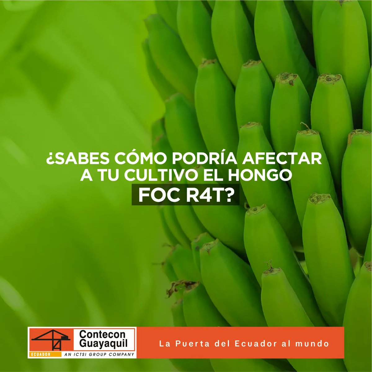 ConteconGYE's tweet photo. En Contecon, en conjunto con Agrocalidad, estamos buscando el mejor cuidado para tus cultivos de banano y a su vez, prevenir propagación de plagas que pueden perjudicar la producción y la economía de este sector en el país. https://t.co/6TI7ooBXLE