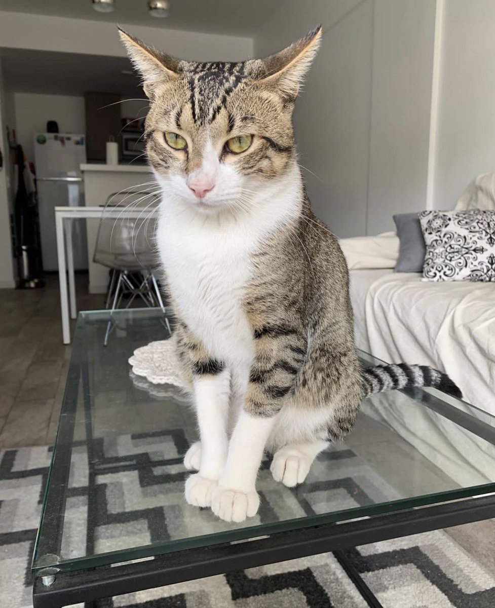 yldryv17's tweet image. me parece q cada vez se le aumenta la cara de enojo @sofiaagnone