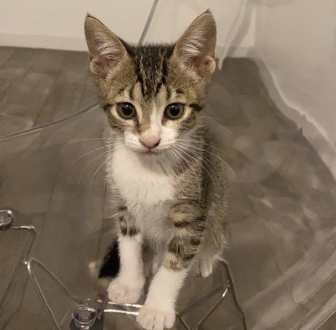 yldryv17's tweet image. me parece q cada vez se le aumenta la cara de enojo @sofiaagnone