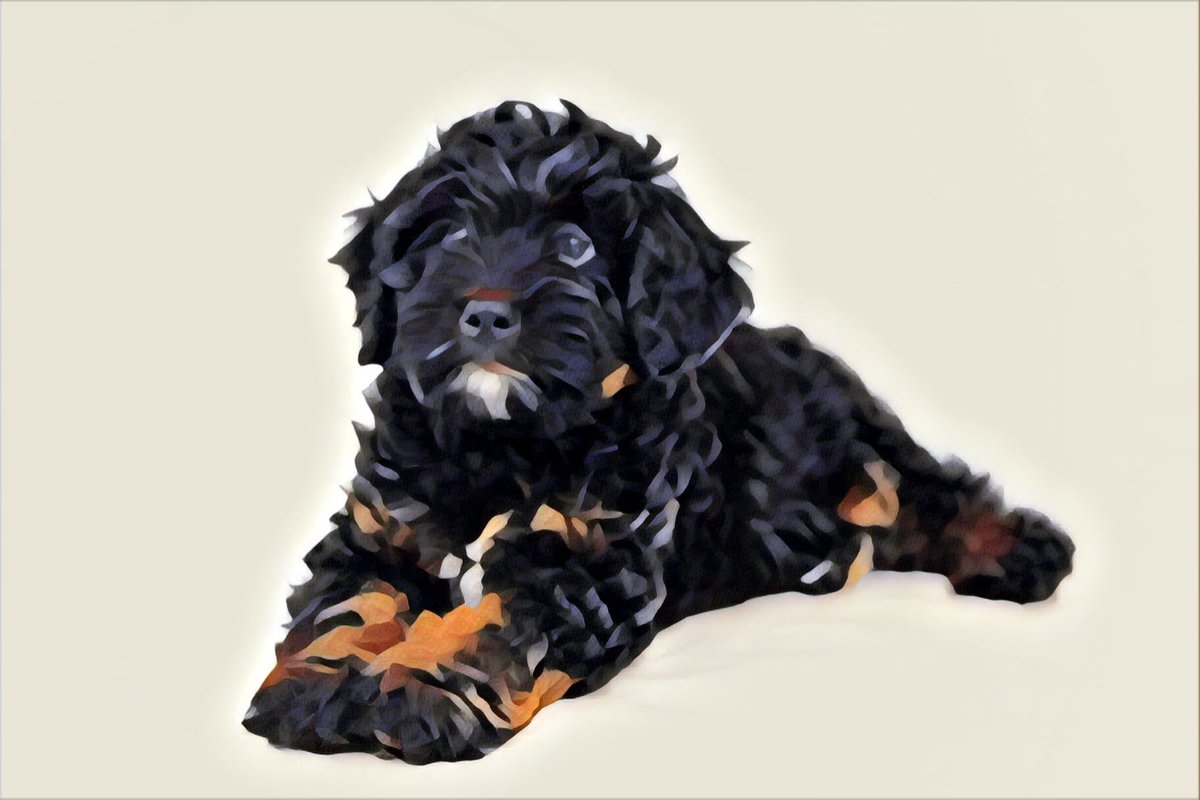 KaiGalang10's tweet photo. @DogsOfMandoX @DoggoApproved #DogsofMandoxFamily https://t.co/BwoFK7tzK6