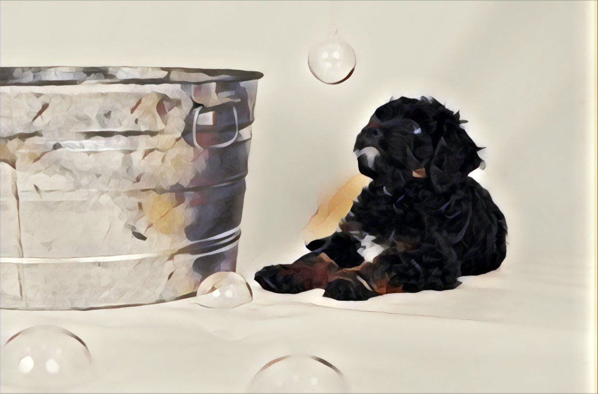 KaiGalang10's tweet photo. @DogsOfMandoX @DoggoApproved #DogsofMandoxFamily https://t.co/BwoFK7tzK6