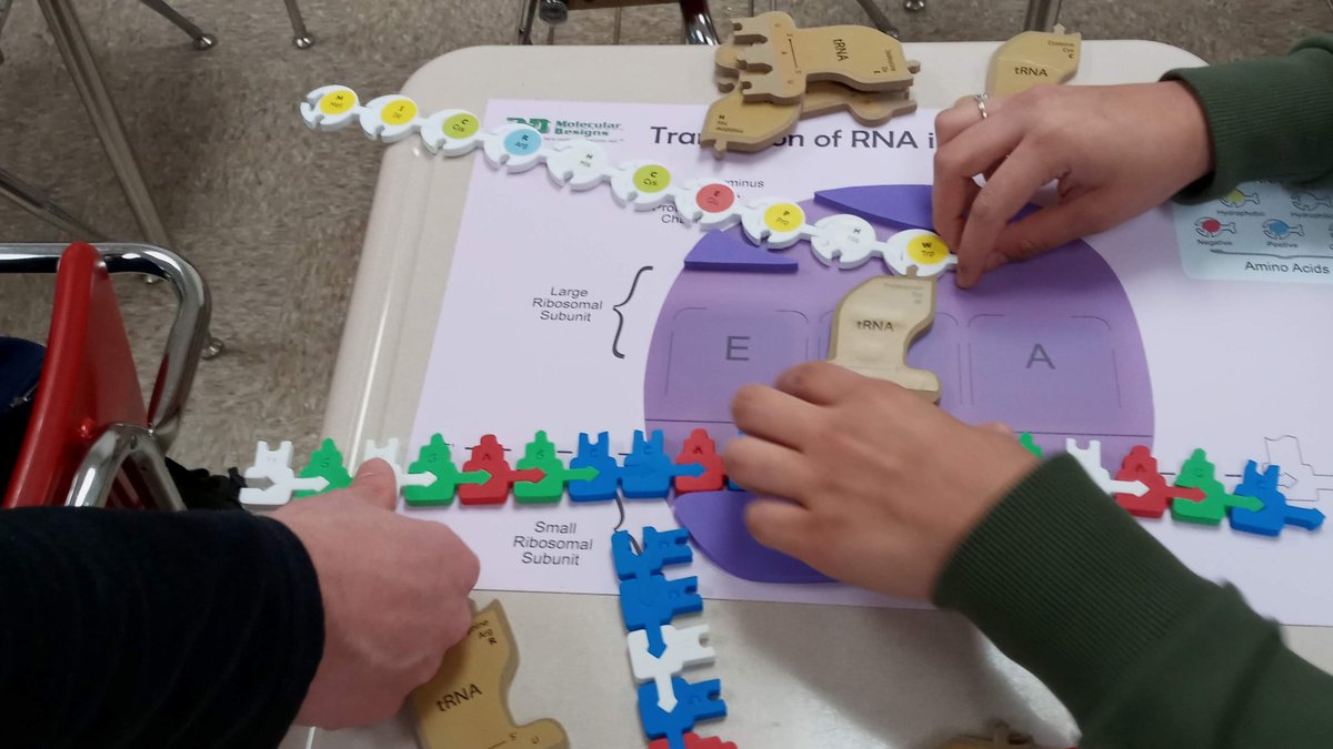 mrpauller's tweet photo. Students in #APBio modeling the process of translation! #ITeachBio #ITeachAPBio https://t.co/h6VfiaVEBL