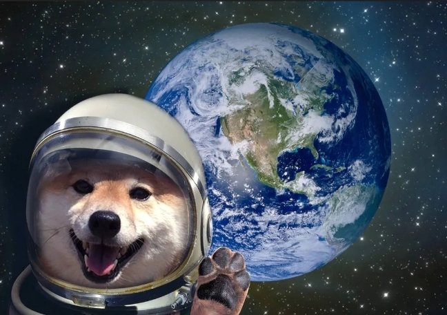 shibgaloncoin's tweet photo. hey guise. #doge #viewfromuphere https://t.co/c1ZGCuN2J4
