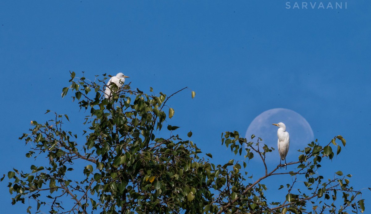 Puttaradhya's tweet photo. ಬೆಳ್ಳಕ್ಕಿ ಕಾವ್ಯಕೆ ಪೂರ್ಣ ಚಂದಿರನೆ ಸಾಕ್ಷಿ.

#nature #egrets #wild #photography #nikonphotography #birds #birdwatching #BirdsSeenIn2022 #birdart @ParveenKaswan @susantananda3 https://t.co/nTvJ7GBp9t