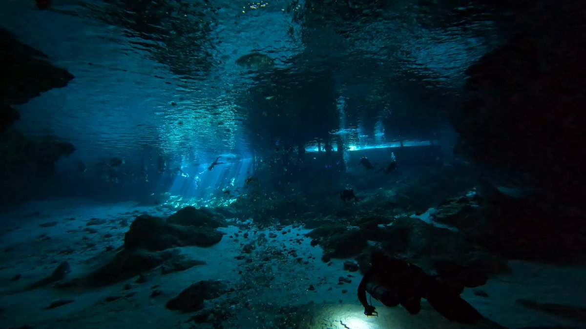 avi_fish's tweet photo. @PADI_Travel Mexico https://t.co/13yNx11z6f