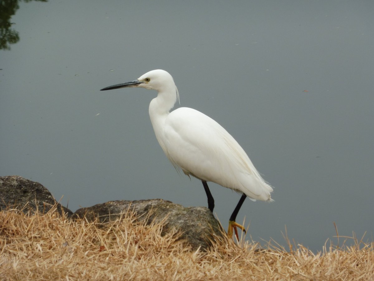 欄間(草原の白鳥) nagano2301zoo-eyecatchi.jpg