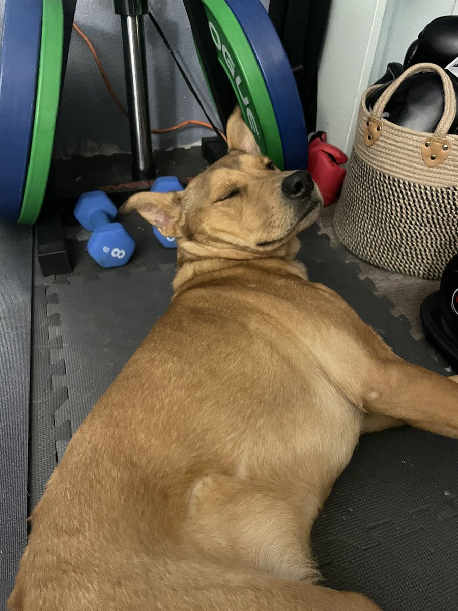 ohn9ne's tweet image. I don’t deserve this guy . I don’t think an animal has loved me as much as he does . He’s constantly making sure I’m ok and feeling loved . He is attached to my hip. I’m grateful for this dummy always . He knows he’s my paborite😭