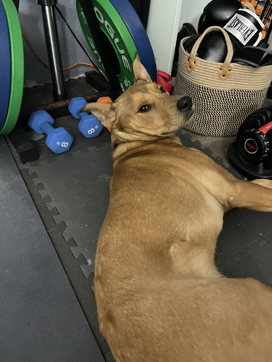 ohn9ne's tweet image. I don’t deserve this guy . I don’t think an animal has loved me as much as he does . He’s constantly making sure I’m ok and feeling loved . He is attached to my hip. I’m grateful for this dummy always . He knows he’s my paborite😭