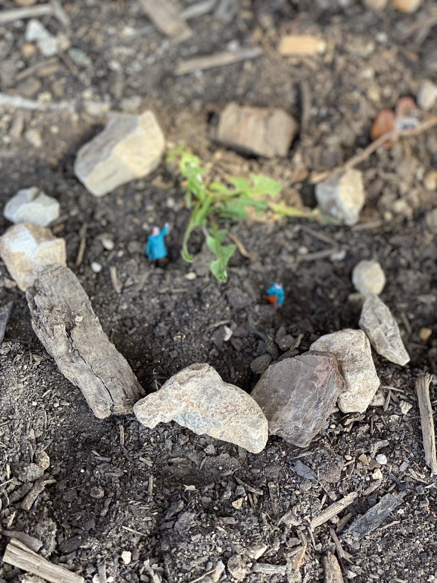 mrsrundberg's tweet photo. When you give 7th graders some tiny human figures and let them build micro-habitats outside (#sciencecrossover), they write PAGES of story… ❤️ tricking them into learning… 😏@KayeGuidry @ComalWrites @jenstorter https://t.co/qgnq7ArcmQ