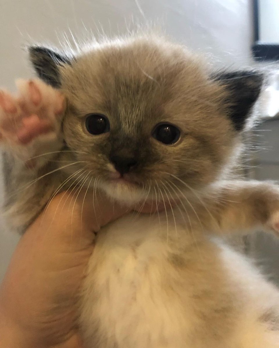 MsRobot4's tweet image. Hello, is it me you're looking for?