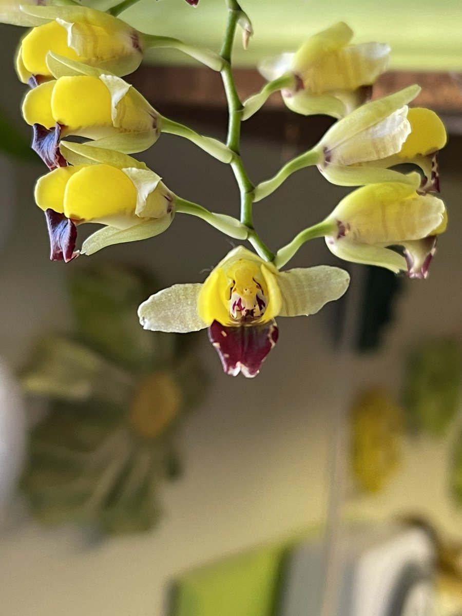 HouseplantGuru's tweet photo. My bee orchid is blooming!! #orchid #beeorchid #orchidflowers #houseplants #westwindow https://t.co/VtJwD7aMmc