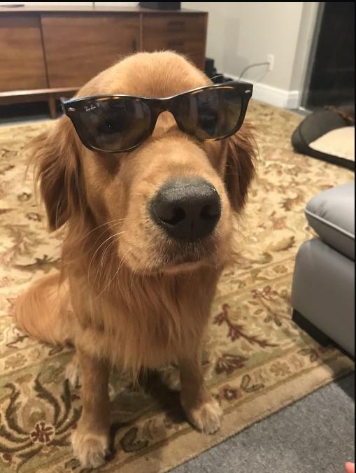 KaiGalang10's tweet photo. Welcome to #DogsofMandoxFamily   Charlie!  Look at those cool costumes hahaha!  @sawduststone #DogsofMandox #Mandox #MandoxMilitia #LetsDogGood #LetsDogGoos #MandoxCreate #MandoxMissions #MandoxBeats #MandoxNFT #HelptheDogs #changetheworld #MandoxMilitiaFanClub #WeAreFamily https://t.co/CsedzyPfBj