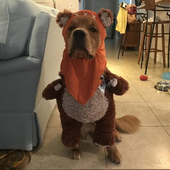 KaiGalang10's tweet photo. Welcome to #DogsofMandoxFamily   Charlie!  Look at those cool costumes hahaha!  @sawduststone #DogsofMandox #Mandox #MandoxMilitia #LetsDogGood #LetsDogGoos #MandoxCreate #MandoxMissions #MandoxBeats #MandoxNFT #HelptheDogs #changetheworld #MandoxMilitiaFanClub #WeAreFamily https://t.co/CsedzyPfBj