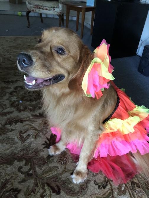 KaiGalang10's tweet photo. Welcome to #DogsofMandoxFamily   Charlie!  Look at those cool costumes hahaha!  @sawduststone #DogsofMandox #Mandox #MandoxMilitia #LetsDogGood #LetsDogGoos #MandoxCreate #MandoxMissions #MandoxBeats #MandoxNFT #HelptheDogs #changetheworld #MandoxMilitiaFanClub #WeAreFamily https://t.co/CsedzyPfBj