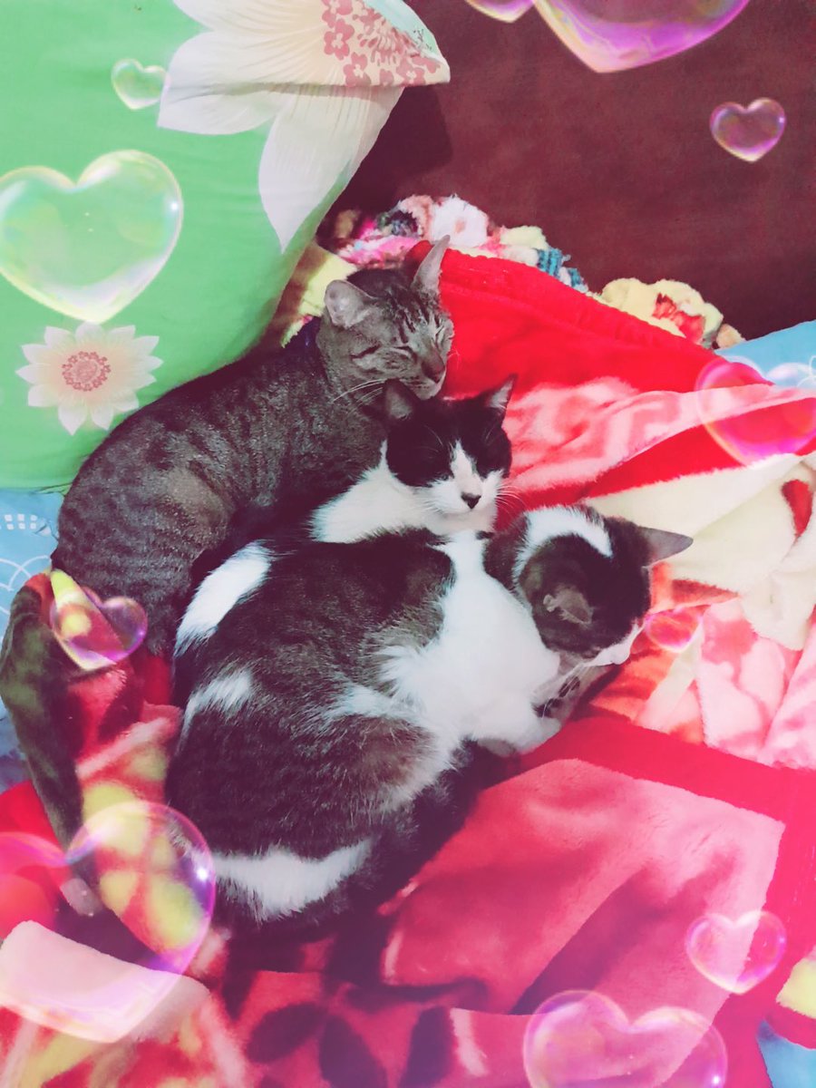 itsumo4itsuka's tweet image. my猫様’s2♡🐈♡🐈‍⬛♡
#ねこ #猫の日 #2022年2月22日 #スーパー猫の日 #保護猫と暮らしてます #猫 #愛猫 #CatDay ＃推しのいるくらし |ωΦ)ฅ🐾