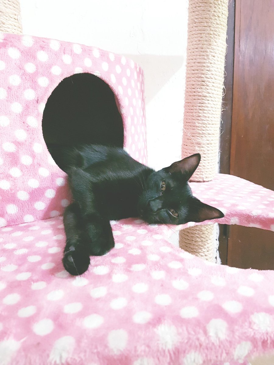 itsumo4itsuka's tweet image. my猫様’s2♡🐈♡🐈‍⬛♡
#ねこ #猫の日 #2022年2月22日 #スーパー猫の日 #保護猫と暮らしてます #猫 #愛猫 #CatDay ＃推しのいるくらし |ωΦ)ฅ🐾