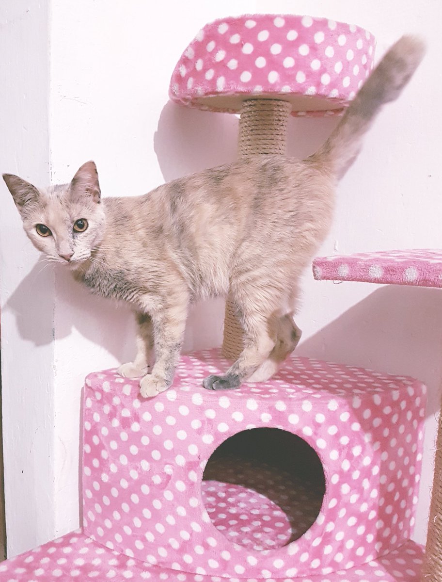 itsumo4itsuka's tweet image. my猫様’s2♡🐈♡🐈‍⬛♡
#ねこ #猫の日 #2022年2月22日 #スーパー猫の日 #保護猫と暮らしてます #猫 #愛猫 #CatDay ＃推しのいるくらし |ωΦ)ฅ🐾