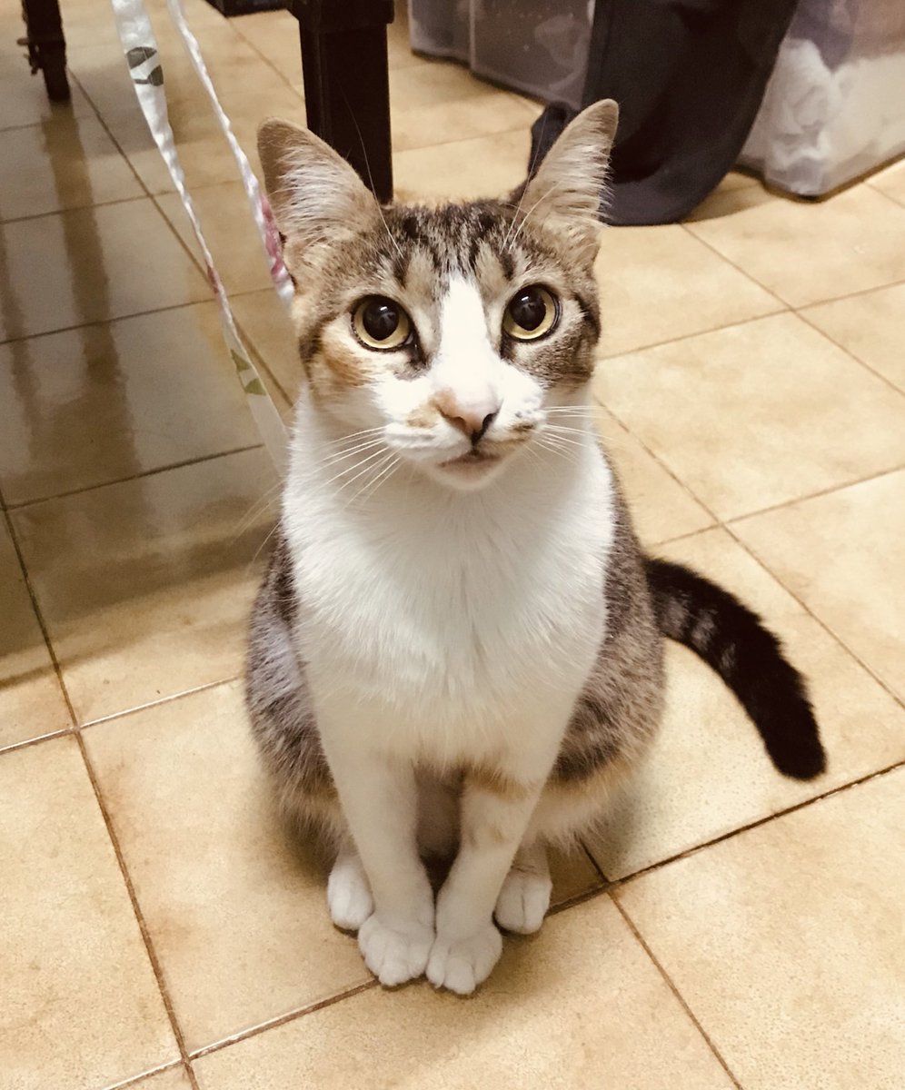 itsumo4itsuka's tweet image. my猫様’s2♡🐈♡🐈‍⬛♡
#ねこ #猫の日 #2022年2月22日 #スーパー猫の日 #保護猫と暮らしてます #猫 #愛猫 #CatDay ＃推しのいるくらし |ωΦ)ฅ🐾