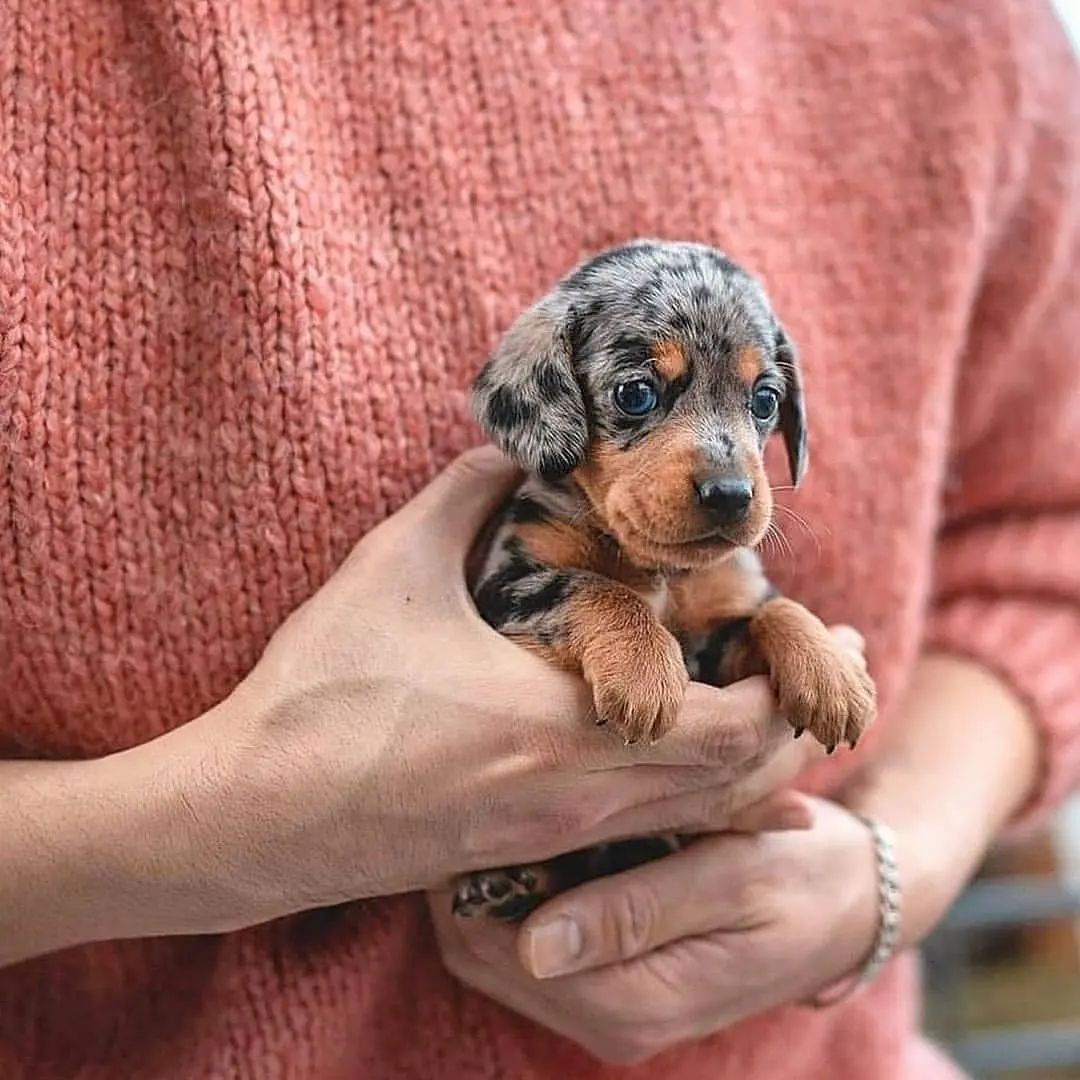 Dachshund Heaven USA tweet media