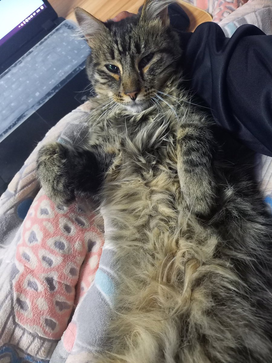 Lamento informar que Jack "El destripador" ha vuelto, pero ahora como un gato con el nombre de Niklaus "El destripador". Ya hay dos víctimas:
-Pájaro: origen desconocido.
-Ratón: origen desconocido.

—Mi gato se volvió loco :'v
PD. El pájaro lo dejó en mi puerta.