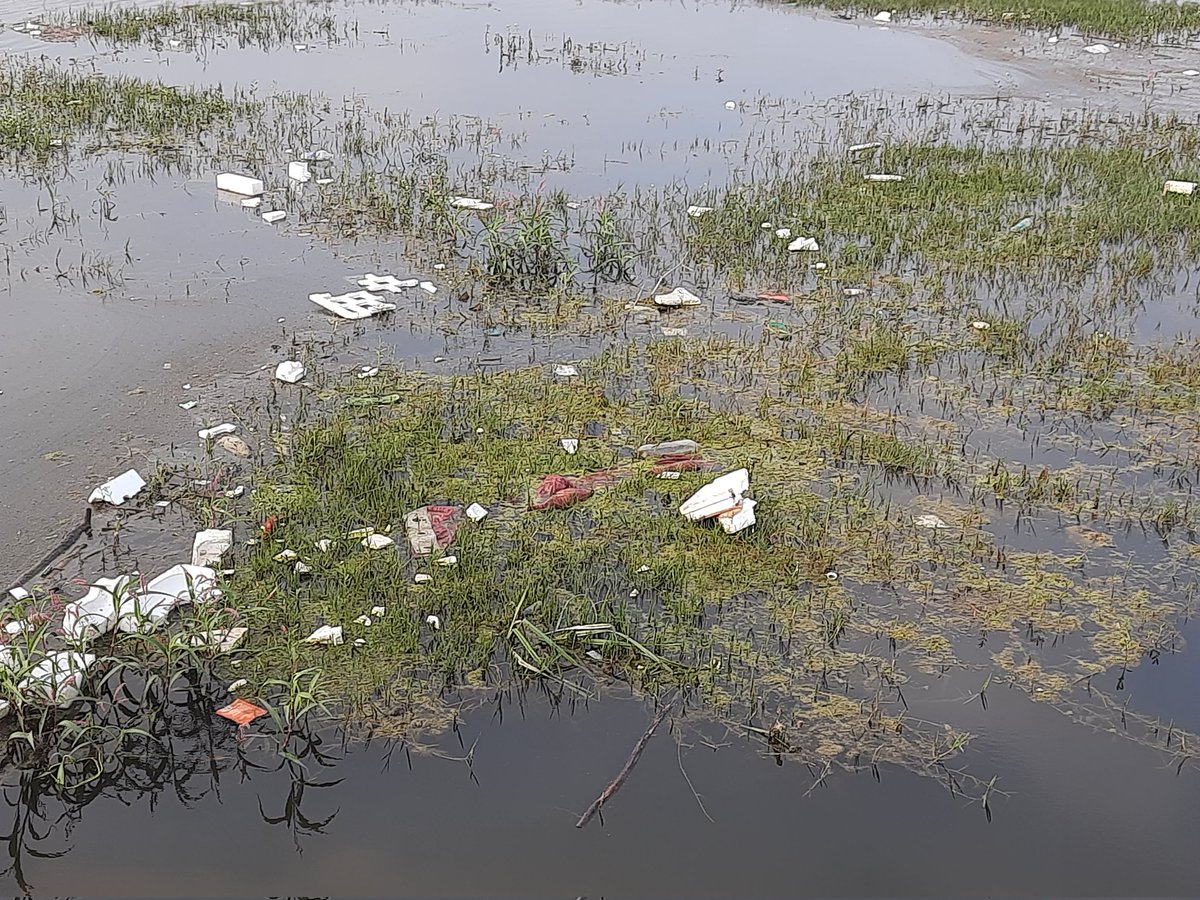 Sabyasa70588857's tweet photo. Save Nallurhalli lake from Pollution again after rejuvenation @BJP4India @kiranshaw @PMOIndia @narendramodi @AmitShah @IndianExpress @TOIBengaluru @IndianExpress @BangaloreMirror @BangaloreTimes1 @CMofKarnataka @mla_sudhakar https://t.co/mrBahALtoo