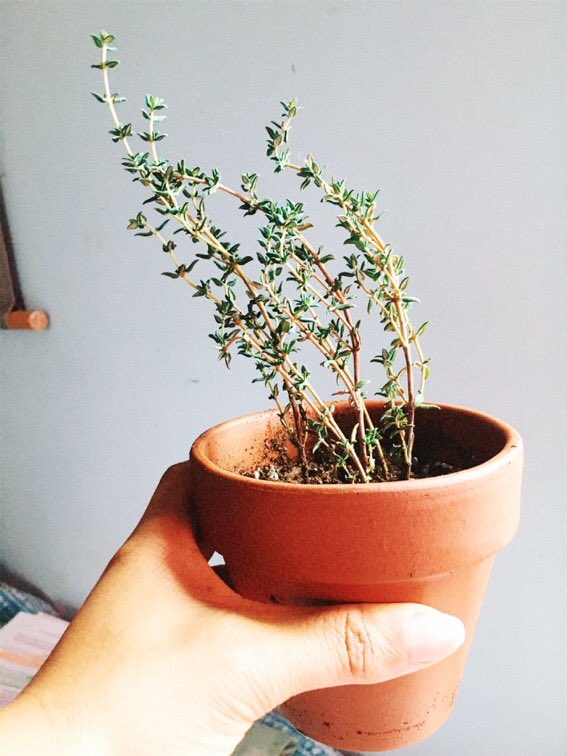 nappyheadblends's tweet photo. If you don’t feel comfortable burning white sage try burning Thyme! Thyme is a plant ally who offers courage, protection and kinship. Burning thyme helps to protect the user from spiritual attacks, offer courage &amp; power, and promote stronger friendships. https://t.co/GB0MpZmtxK