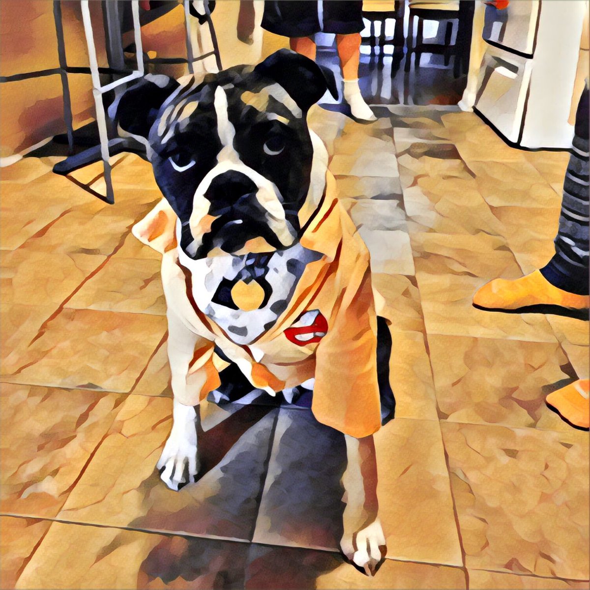 KaiGalang10's tweet photo. Harv wants to say Goodnight ! #DogsofMandoxFamily looking Good Harv! @gorebashd @DogsOfMandoX #MandoxMilitia https://t.co/0Ejei1oAeV