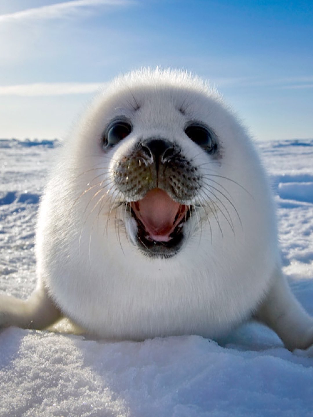Meet the adorable seal animal cute and learn more about them