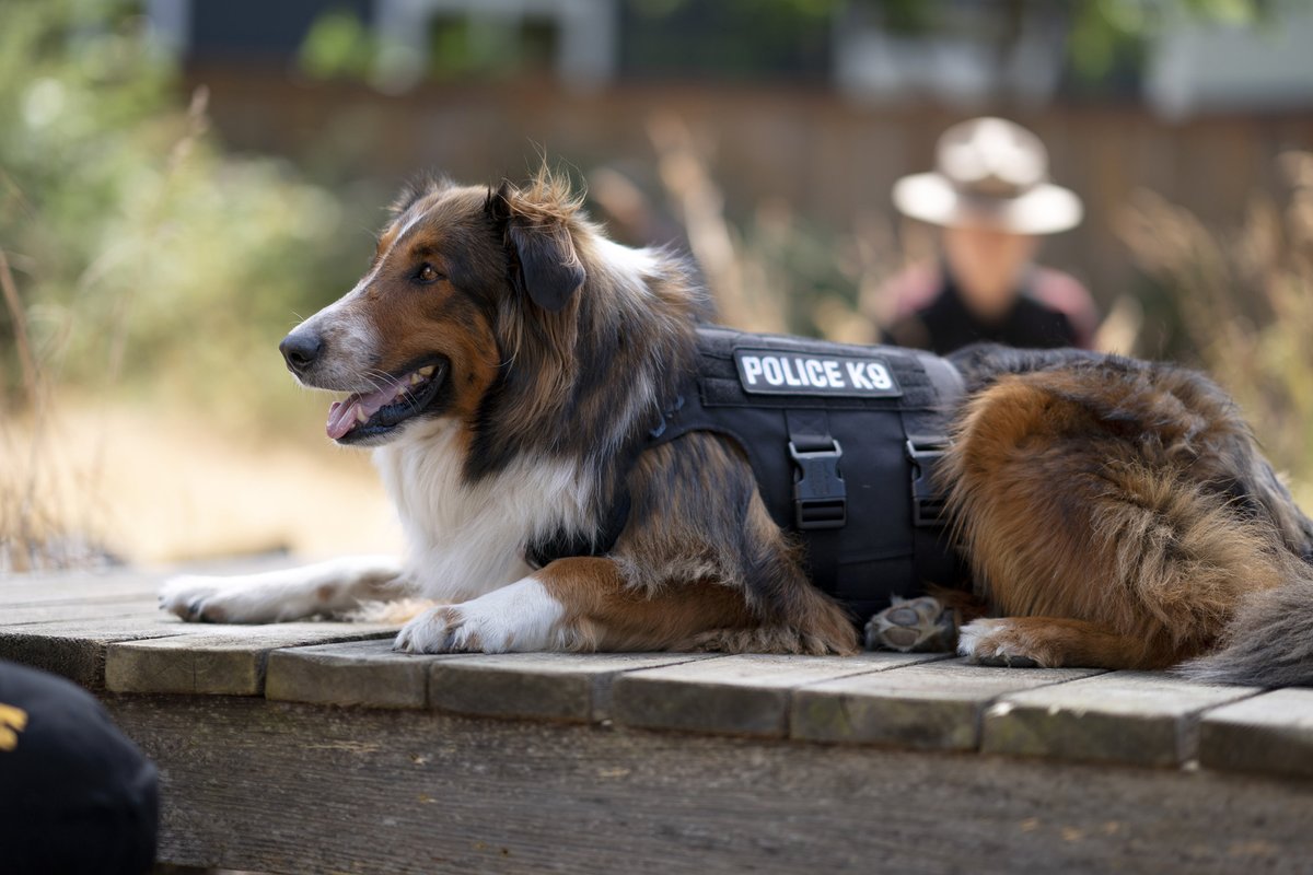 firstshowing's tweet image. Charming Shelter Dog Story in 'Rescued by Ruby' Trailer from Netflix onfs.net/3IfrRWP

#RescuedbyRuby #dogmovie @NetflixFilm