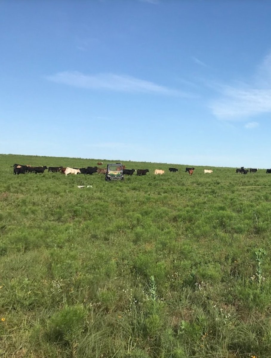 prairierestored's tweet photo. Meet our Research Stations!
Tallgrass Prairie Preserve- The Nature Conservancy
Located north of Pawhuska, Oklahoma and in the southern extent of the Flint Hills Ecoregion, the Tallgrass Prairie Preserve is owned and operated by The Nature Conservancy. https://t.co/lfrox3zqMJ