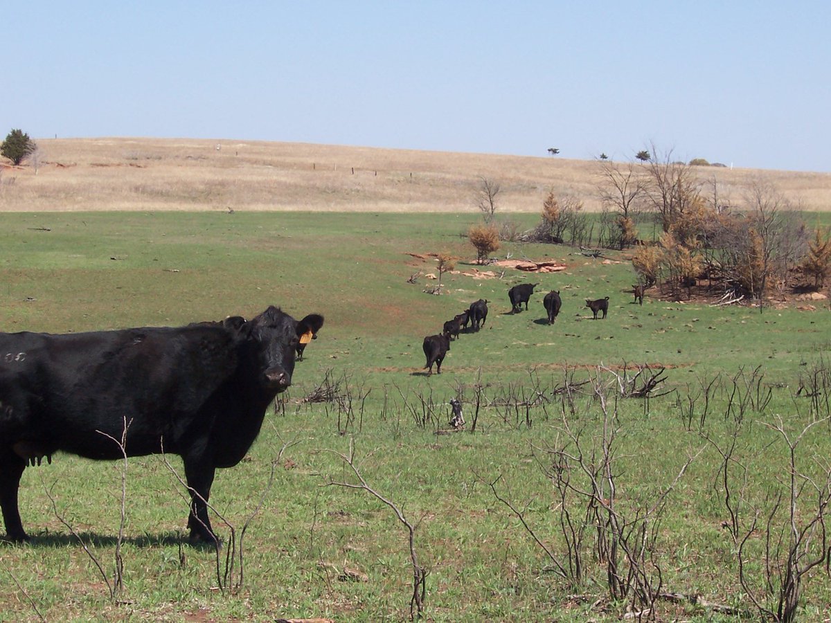 prairierestored's tweet photo. Meet our Research Stations!
Tallgrass Prairie Preserve- The Nature Conservancy
Located north of Pawhuska, Oklahoma and in the southern extent of the Flint Hills Ecoregion, the Tallgrass Prairie Preserve is owned and operated by The Nature Conservancy. https://t.co/lfrox3zqMJ