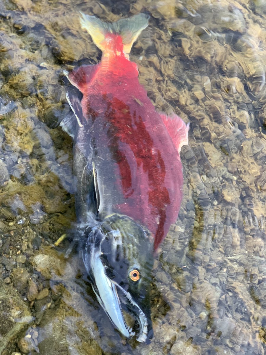 Bristol Bay is home to over 20 millions acres of wetlands, lakes, and streams critical for salmon spawning, supporting an average annual return of more than 50 million wild salmon. 

Take action to defend Bristol Bay: fishermenforbristolbay.org/take-action
#BristolBay #PebbleMine #WildSalmon