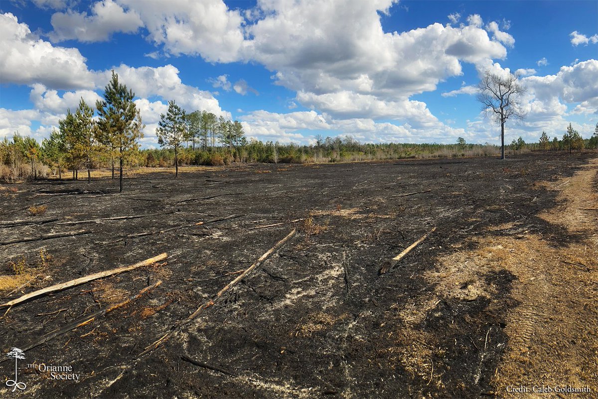 OrianneSociety's tweet photo. Hereβs a couple shots from burns conducted last week at the preserve. These sites will be replanted with wiregrass and longleaf seedlings in the following year.
#Orianne #CalebGoldsmith #LightingaMatch #prescribedfire #longleafpine #rxburn #conservation #wiregrass https://t.co/aGdwgi7fAG
