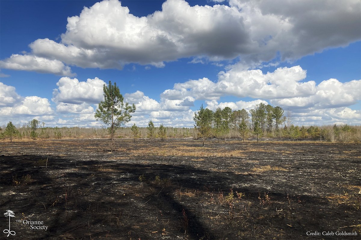 OrianneSociety's tweet photo. Hereβs a couple shots from burns conducted last week at the preserve. These sites will be replanted with wiregrass and longleaf seedlings in the following year.
#Orianne #CalebGoldsmith #LightingaMatch #prescribedfire #longleafpine #rxburn #conservation #wiregrass https://t.co/aGdwgi7fAG