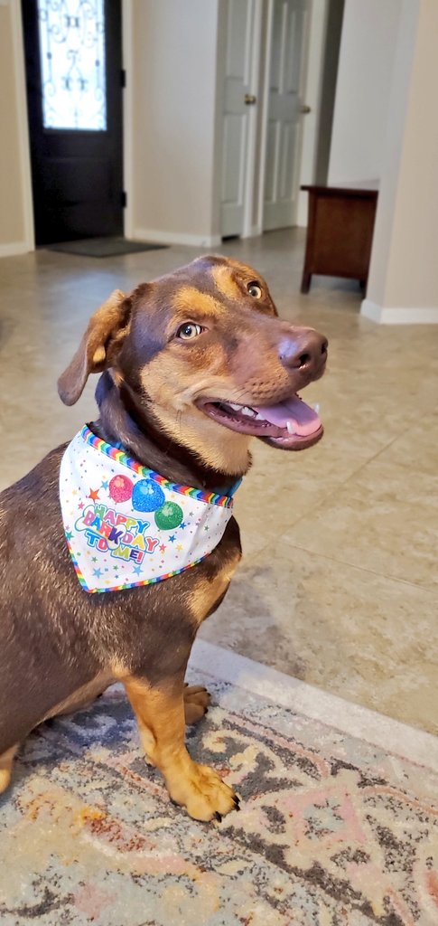 mellissasanchez's tweet photo. I've Got Two Dogs by @JohnLithgow and illustrated by Robert Neubecker was the perfect @TumbleBooks storytime for #Twosday with my @ME_Mustangs! Also, here are two pictures of my dog, Reese, on his birthday, because he's just too cute ๐๐ #TextToSelfConnection ๐๐ https://t.co/OL1lWTULH3