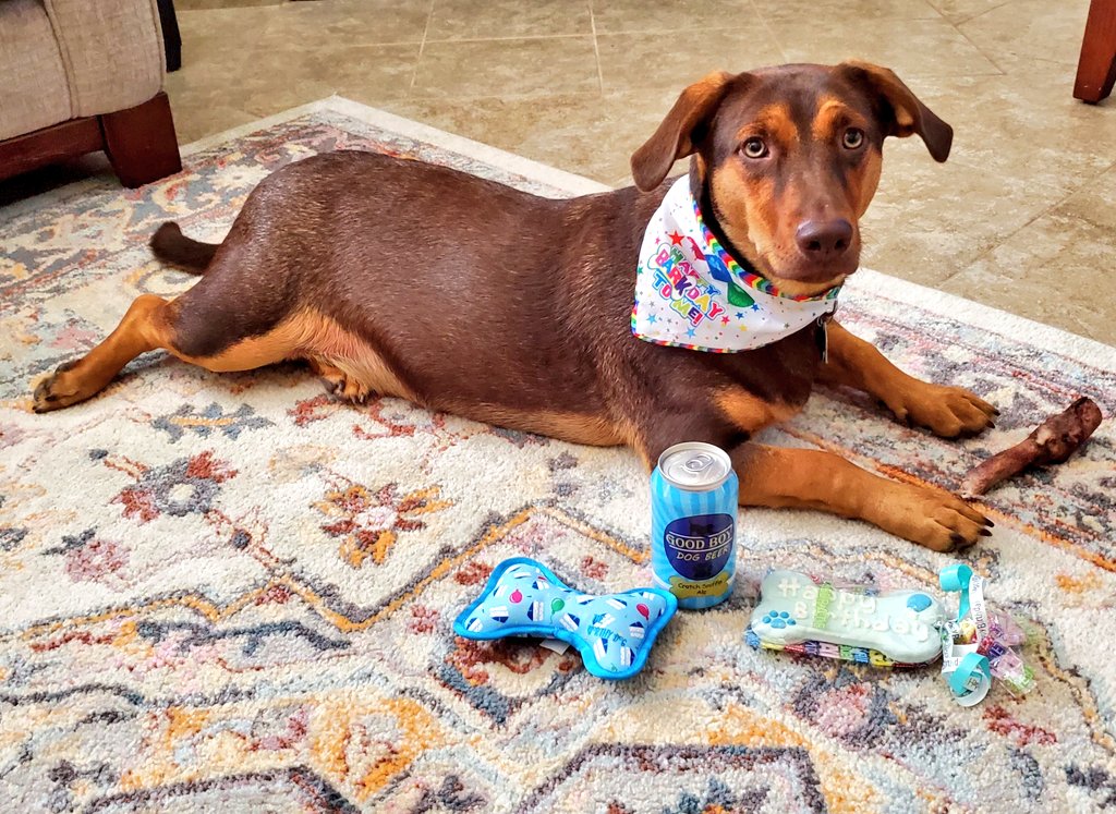 mellissasanchez's tweet photo. I've Got Two Dogs by @JohnLithgow and illustrated by Robert Neubecker was the perfect @TumbleBooks storytime for #Twosday with my @ME_Mustangs! Also, here are two pictures of my dog, Reese, on his birthday, because he's just too cute ๐๐ #TextToSelfConnection ๐๐ https://t.co/OL1lWTULH3