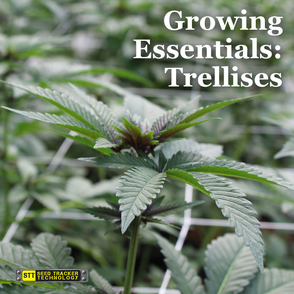 SeedTrackerTech's tweet photo. When it comes to growing indoors, trellising is a must! 😳 When you cultivate marijuana, it typically grows straight up. Although this works for outdoor plants, growing like this indoors can cause them to sprout abnormally. To learn more, check out our IG or FB! 👍 https://t.co/I7doGmyb2c