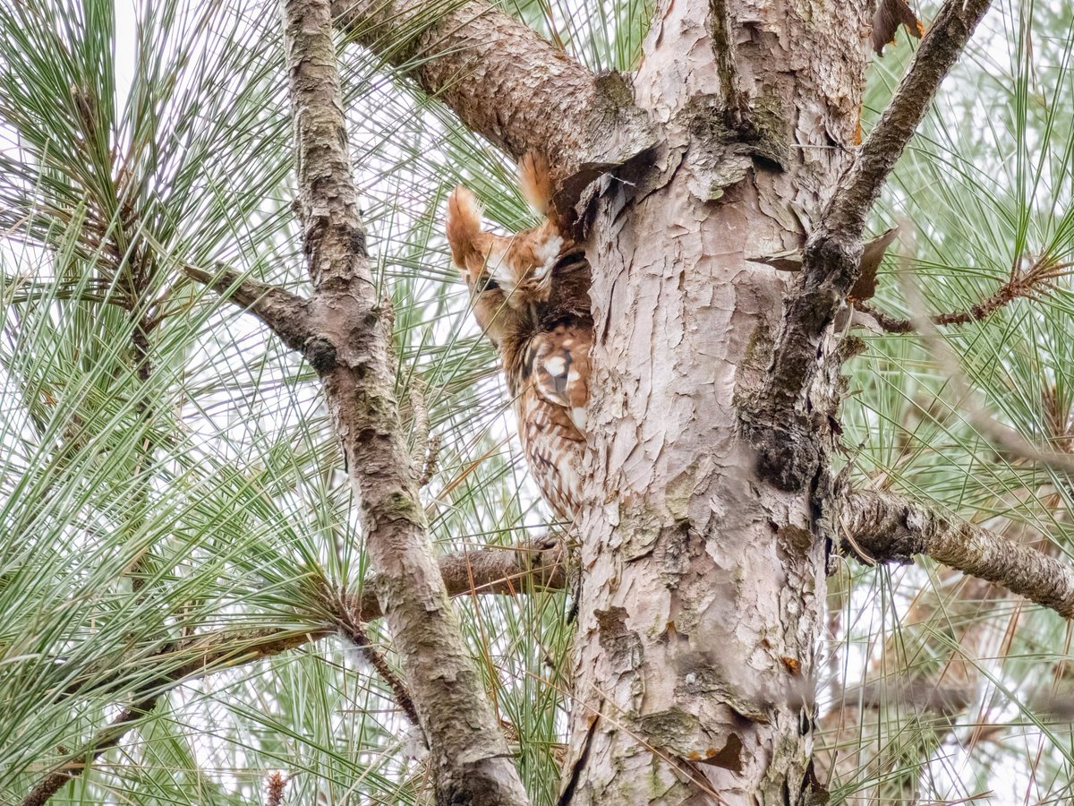 Michael Fogleman tweet media