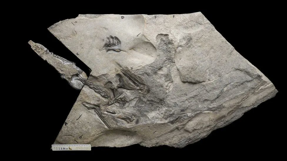 Go PhD student Amelia Penny! Nice find!
The world's largest Jurassic pterosaur and 170-million yrs old!
#dinosaur #WomenInScience #womeninstem
buff.ly/3Ih9qRG