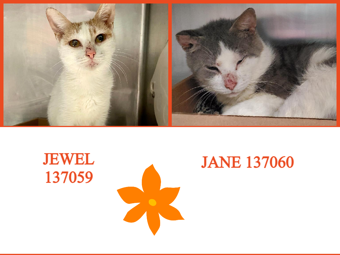NYCDEATHROWCATS's tweet photo. *SHELTER PLEA* Lovely Felines JEWEL &amp; JANE Need a Gentle Approach.

https://t.co/cj5XmdCoCU https://t.co/oTUvfiYSNF
