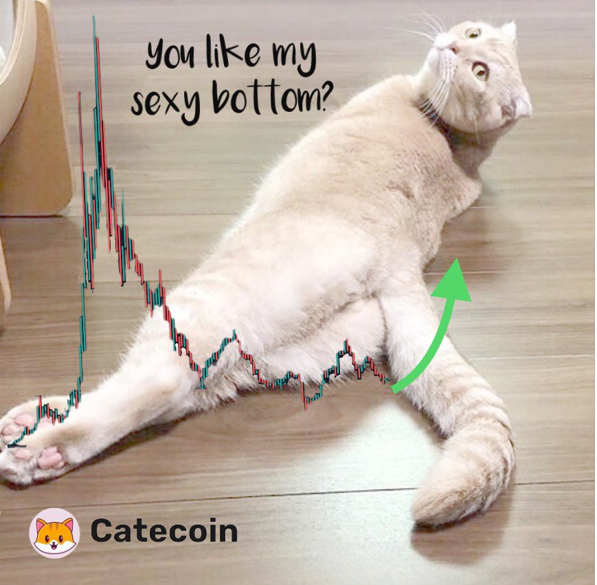 Mooncat Mission🐱 tweet media