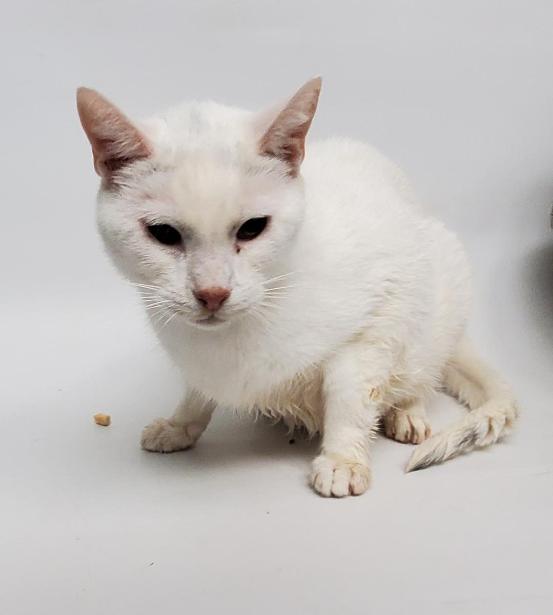 NYCDEATHROWCATS's tweet photo. *SHELTER PLEA* Handsome All White Senior MARTIN Has Hyperglycemia.
https://t.co/X2LVfkZuv3 https://t.co/L0uh58wC3q