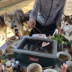 バーベキューをしたら？プレッシャーをかけてくるハスキー犬たち!