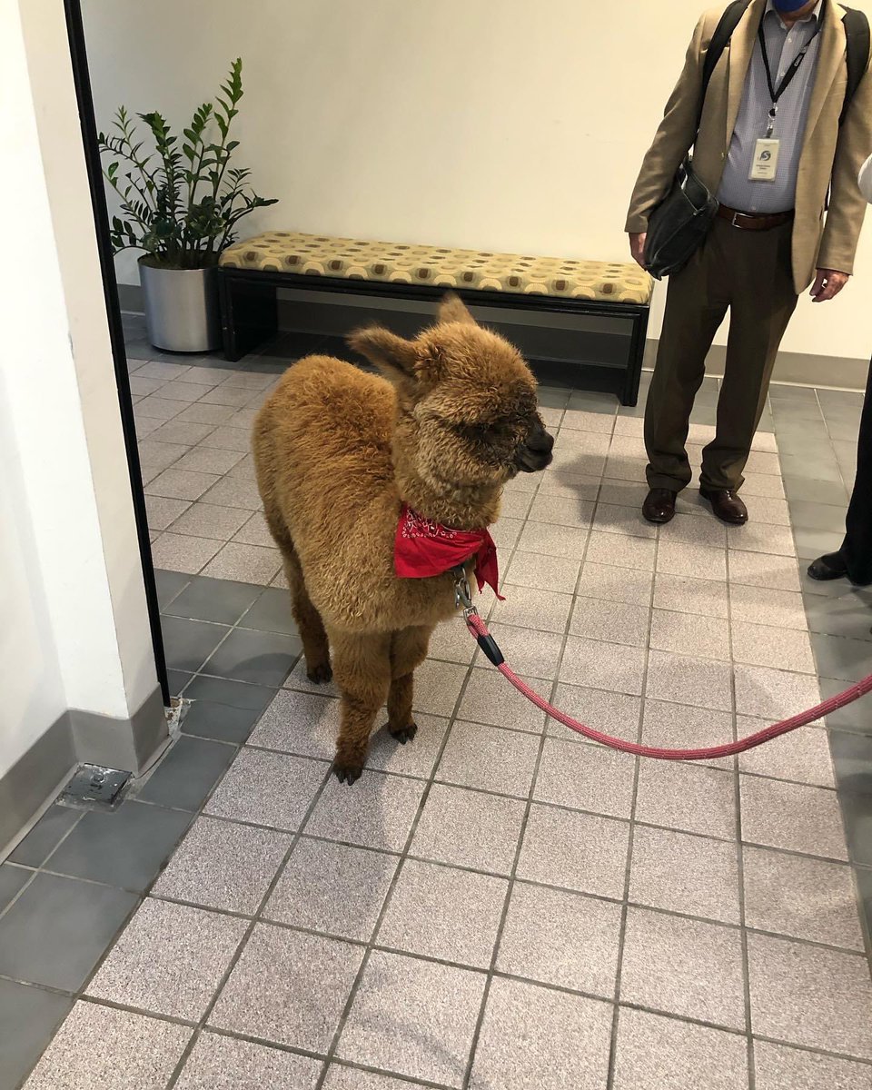 mikewheless's tweet photo. Good day with #PumpkintheAlpaca! #alpacatuesday #twosday #alpaca #radiolife #hashtagpolice https://t.co/QIyP8UM6FN